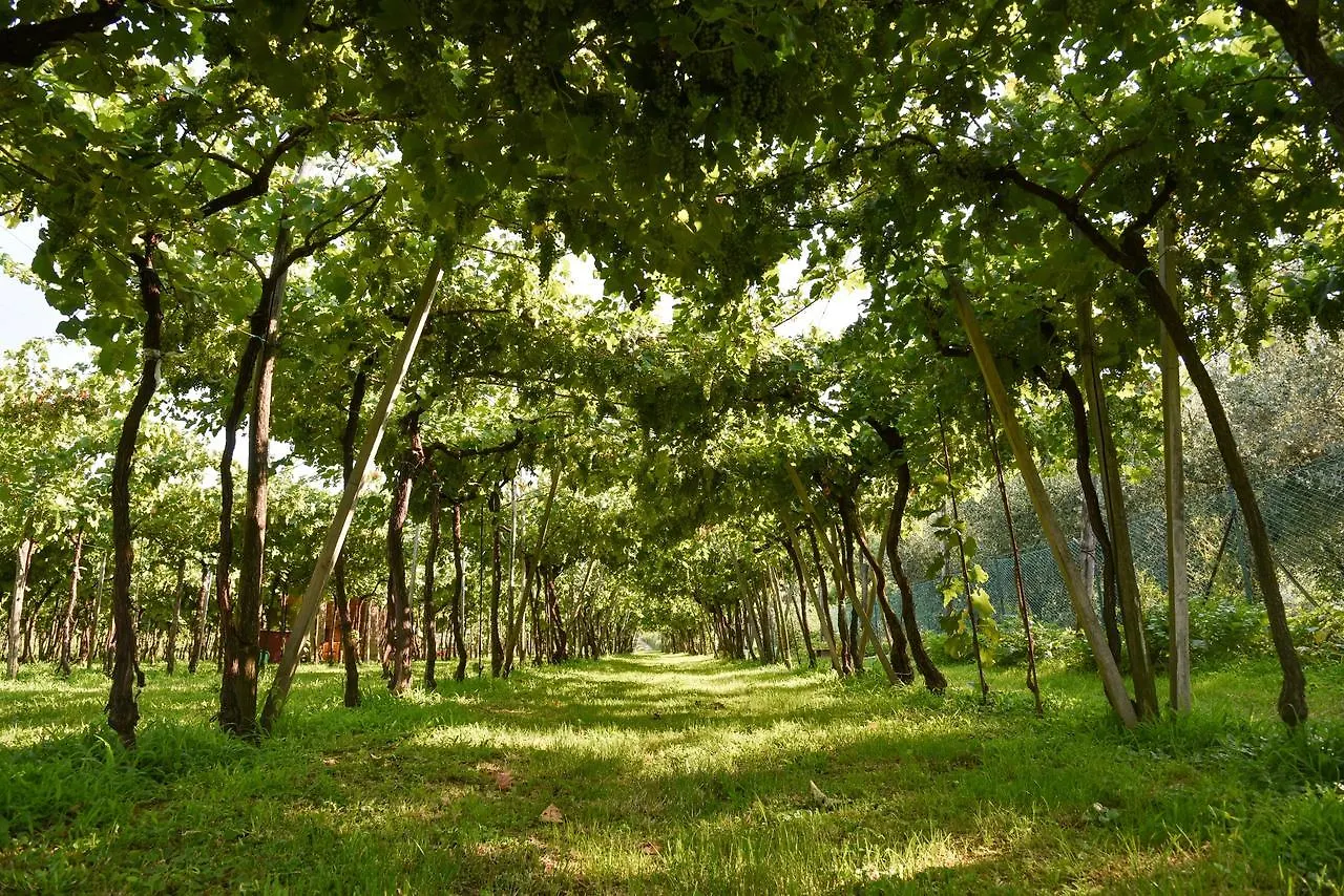 Oda ve Kahvaltı La Terrazza Sulle Vigne B&B Corte Franca İtalya