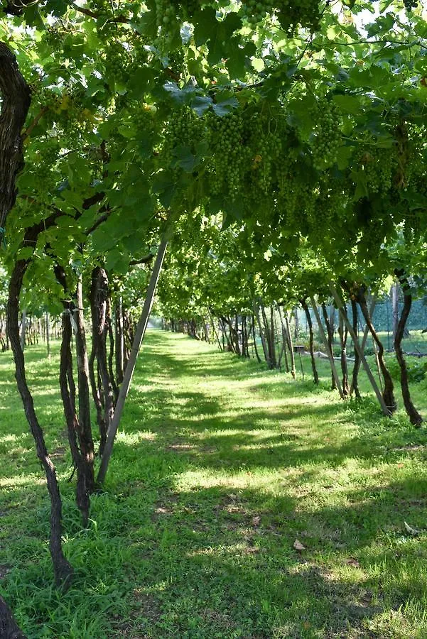 לינה וארוחת בוקר קורטה פרנקה La Terrazza Sulle Vigne B&B איטליה